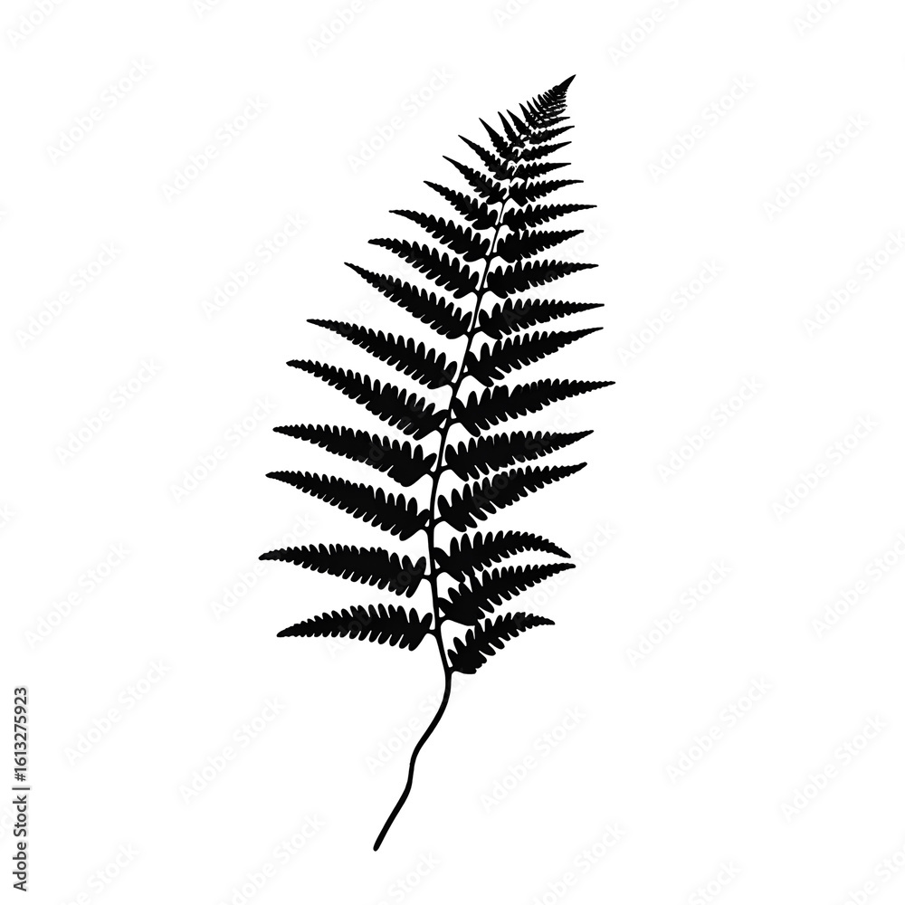 Obraz premium fern silhouette