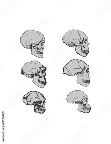 Informative Presentation of a Variety of Hominid Skulls Depicting Evolution Stages