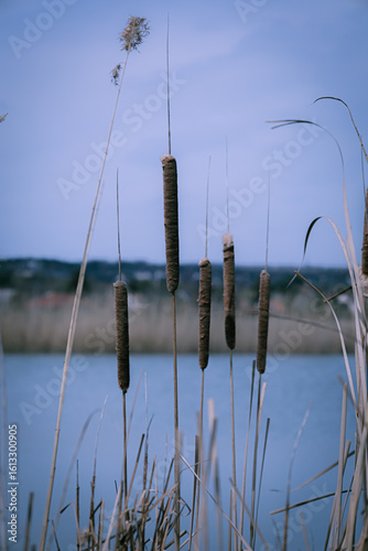 reeds on the lake