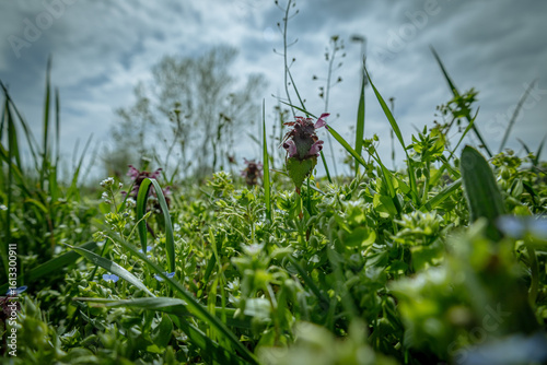 grass and flowers