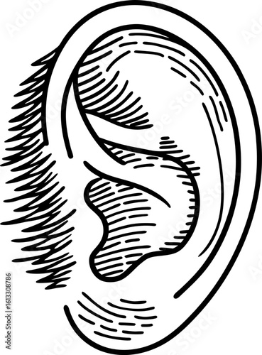 Human ear illustration black and white drawing of auditory organ, hearing anatomy sketch, isolated outline