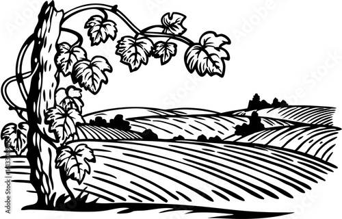 Vineyard landscape with grapevine and rolling fields rural countryside, agriculture, nature scenery illustration