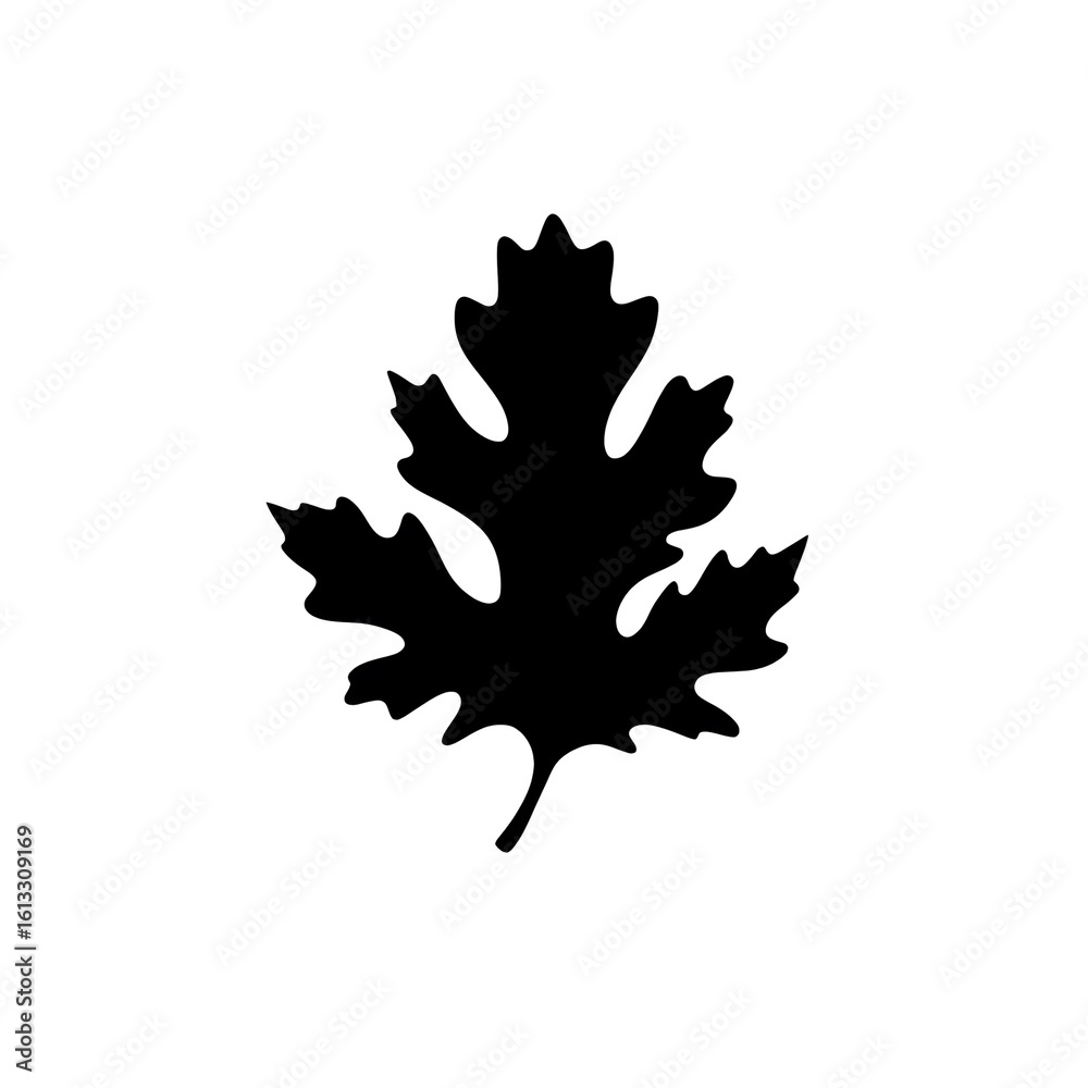Fototapeta premium oak leaves silhouette
