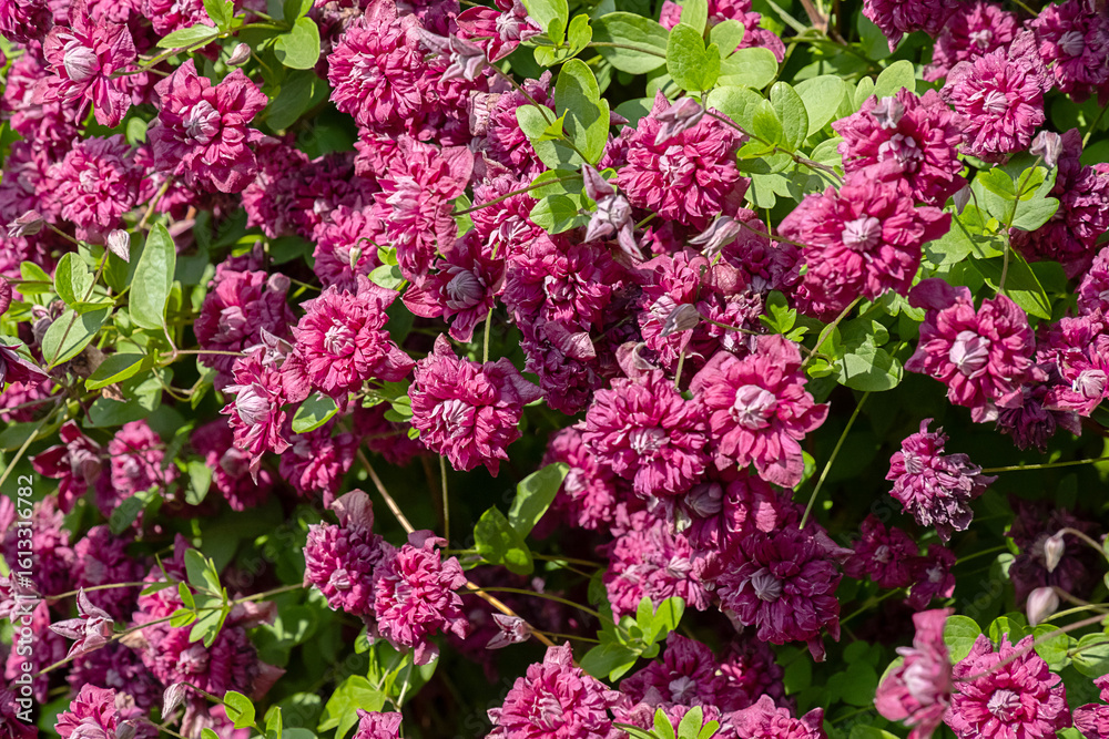 Obraz premium Beautiful purple clematis flowers blooming in a lush green garden.