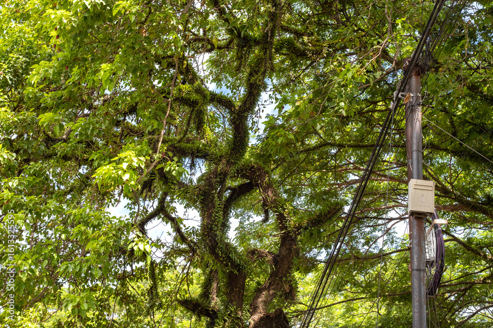 Fototapeta premium Electric pole standing under lush tropical tree branches covered with epiphytes, showing contrast between nature and infrastructure in bright daylight atmosphere.