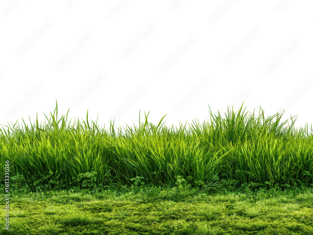 Obraz premium Lush green grass landscape nature vibrant environment isolated on transparent background, png