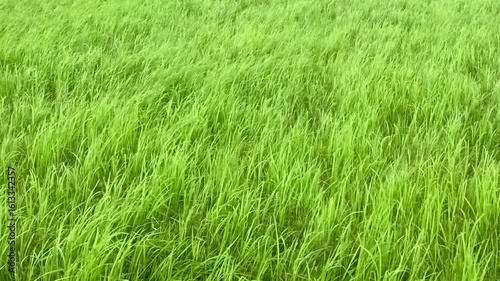 Green grass background blowing in the wind