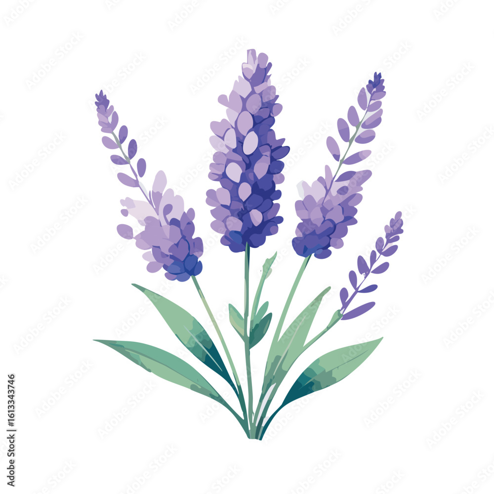 Fototapeta premium A simple watercolor of a lavender sprig with soft purple blooms and faded green stem.