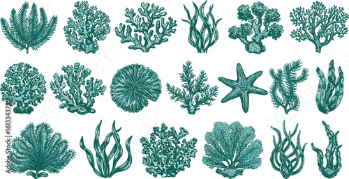 Vintage hand-drawn seaweed coral set, ocean marine plants collection, retro botanical underwater illustrations, aquatic elements for design and decoration