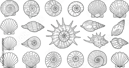 Hand-drawn sea shell illustration set, vintage ocean shell collection, marine life sketch, beach conch, spiral, scallop, and mollusk