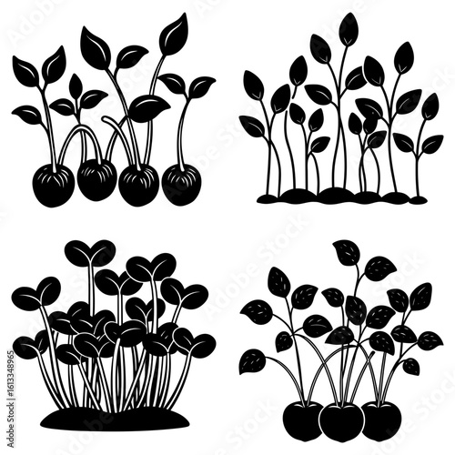 Four illustrations of sprouting plants with leaves and seeds in a black and white vector format image