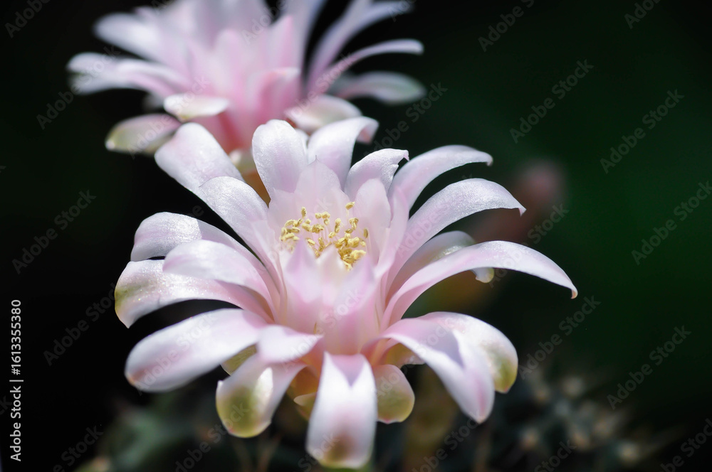 Fototapeta premium Gymnocalycium ,Gymnocalycium mihanovichii or gymnocalycium mihanovichii variegated with flower or cactus flower or pink flower