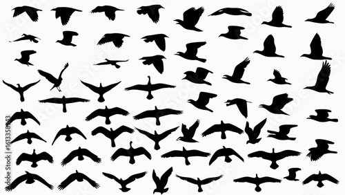 Silhouette illustration showing a flock of birds in various stages of flight against a white background