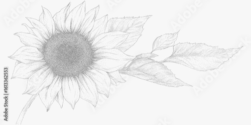 Drawing of a sunflower with a leaf. Minimal stipple art with halftone dots, paper photocopy look and bold threshold outlines, print.