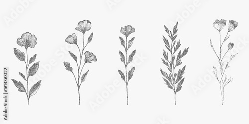 Drawings of flowers, stipple design with gritty halftone effect, photocopy grain background and bold threshold lines.