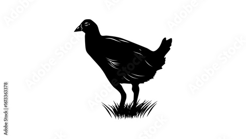 Tasmanian Nativehen bird, black isolated silhouette