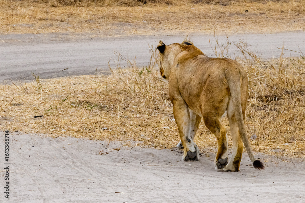 Fototapeta premium Young lioness (Panthera leo) walking at the Tarangire national park, Tanzania. Wildlife photo