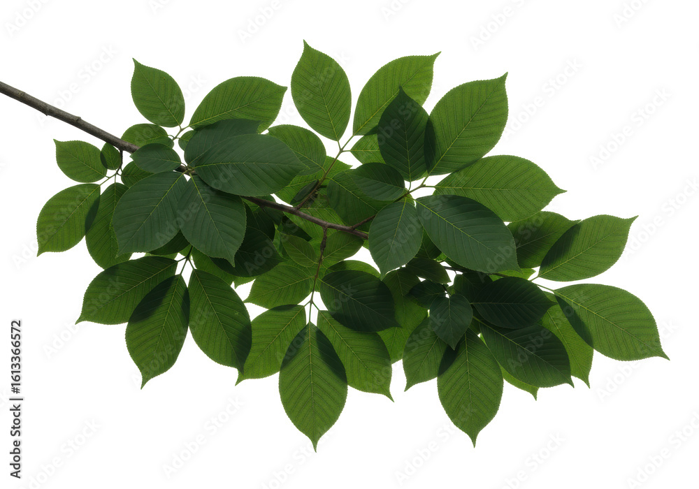 Obraz premium Pristine tree branch with lush dark green leaves in emerald and forest hues, defined veins, healthy textures, isolated on a transparent studio background with no shadows, concept of botanical purity