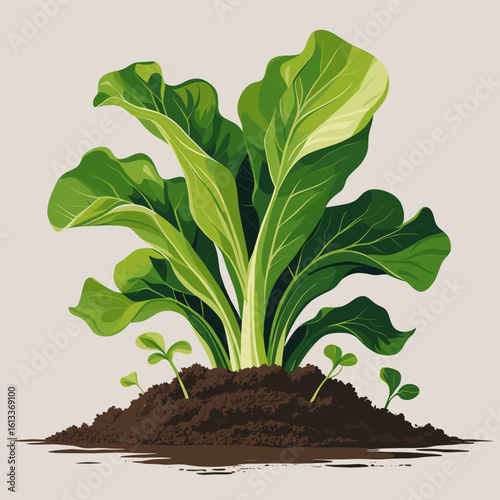 Fresh green lettuce growing in soil with small seedlings around  