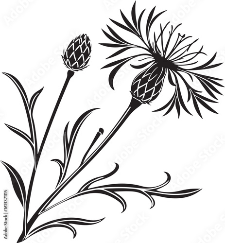 Spiky round bachelors button flower silhouette with delicate petals isolated on transparent background