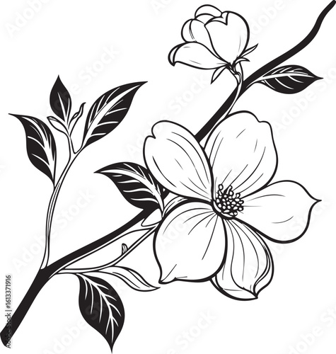Elegant dogwood four petal bloom silhouette vector art isolated on transparent background
