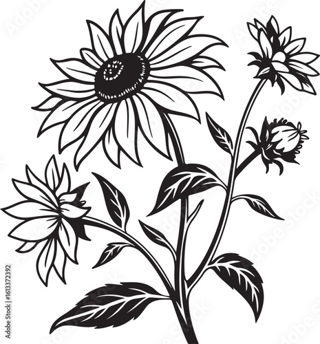 Bold helianthus sunflower bloom silhouette isolated on transparent background