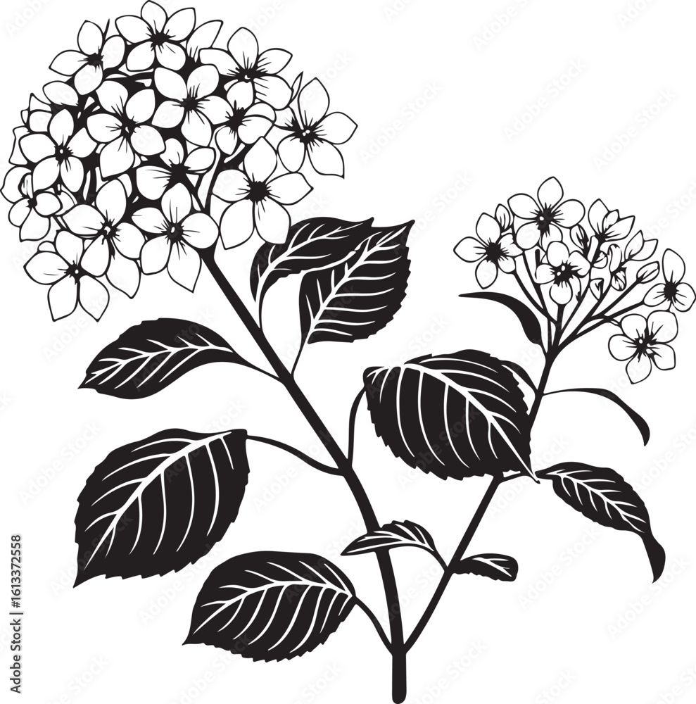 Detailed hydrangea flower cluster silhouette with delicate petals isolated on transparent background Detailed hydrangea flower cluster silhouette with delicate petals isolated on transparent background