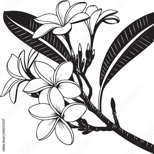 Dreamy tropical plumeria flower silhouette with delicate petals isolated on transparent background