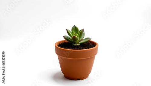 a small succulent plant in a brown pot, showing the simple beauty of nature. the green leaves contrast the brown pot perfectly