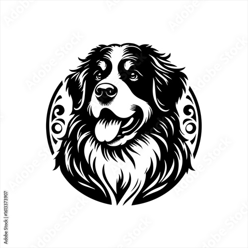 A bernese mountain dog portrait