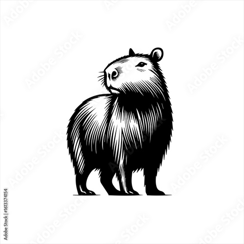 Capybara illustration isolated on white