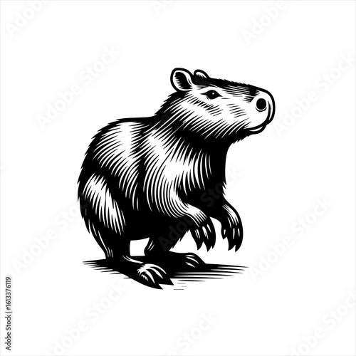 Capybara sitting isolated on white