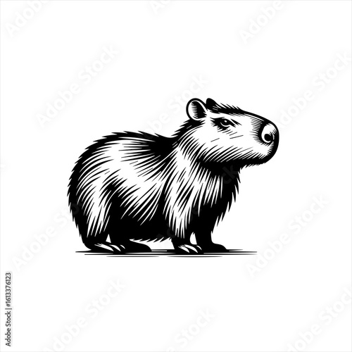 Capybara standing isolated on white