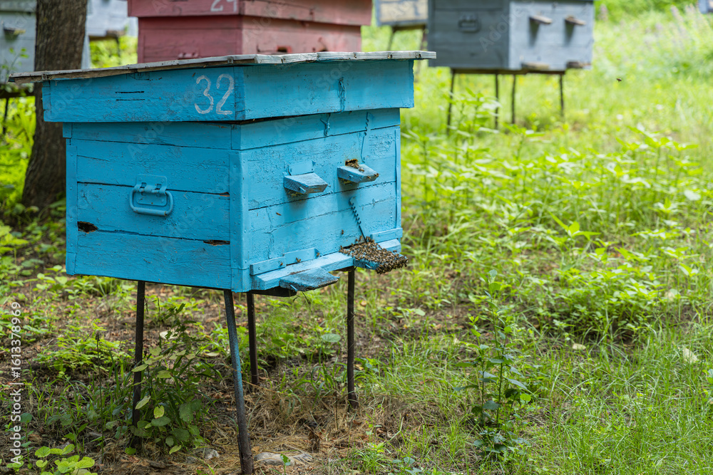 Close-up of a blue beehive with honey bees at entrance Close-up of a blue beehive with honey bees at entrance