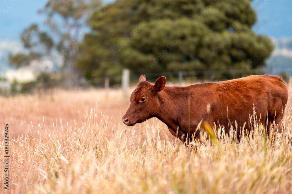 Fototapeta premium livestock in a meadow, sustainable carbon neutral farming being practiced. regenerative raised cows in a field. agricultural technology innovation in australia