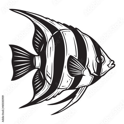 Black and white striped angelfish swimming aquatic