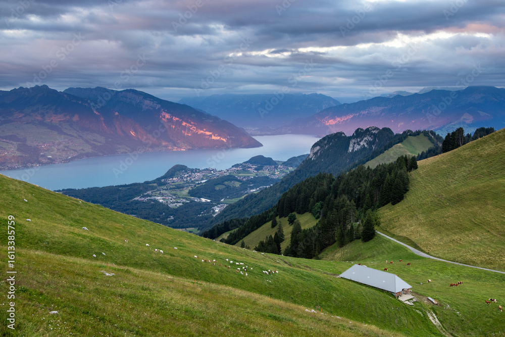 Obraz premium Swiss Alps Landscape with Lake Thun and Cows