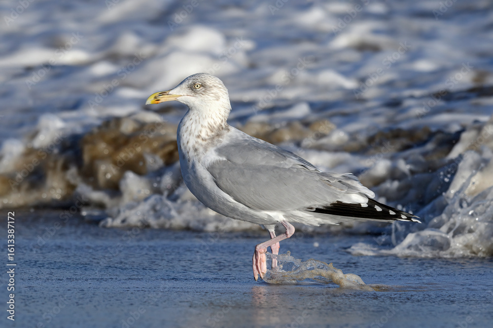 Fototapeta premium Winter plumage adult Herring Gull