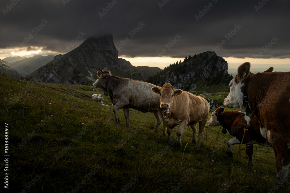 Obraz premium Dramatic Swiss Alps Pasture with Grazing Cattle