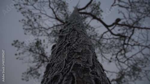 A Beautiful Frosty Tree Trunk Displaying Twilight Hues and Serene Winter Atmosphere