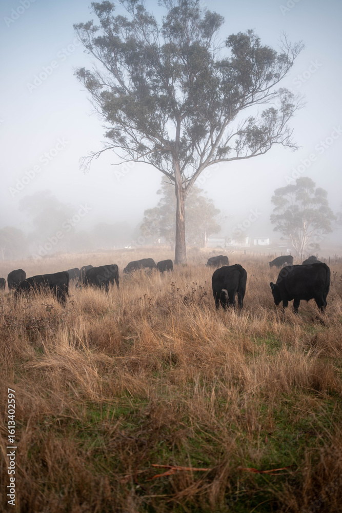 Fototapeta premium cows grazing in a misty field, mist over a Farming landscape with beautiful cows and cattle grazing on pasture at dswk in the australian outback over hills in spring on a farm sustainable agriculture