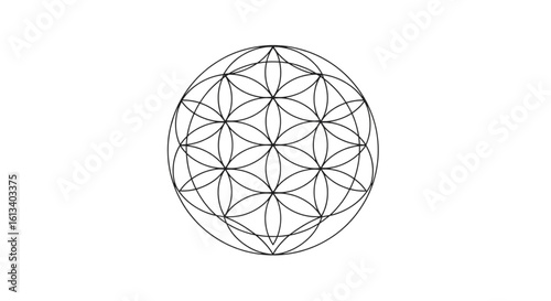 Clean line art of the Flower of Life. Sacred geometry vector illustration for spiritual themes, isolated on a white background.
