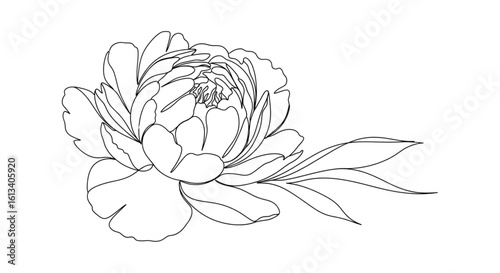 Elegant Peony Line Art – Minimalist Single Line Botanical Vector on White Background