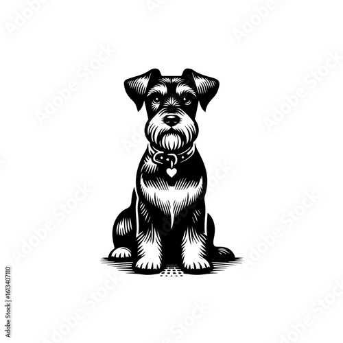 A charming schnauzer sits patiently, isolated on white background, showcasing its breed