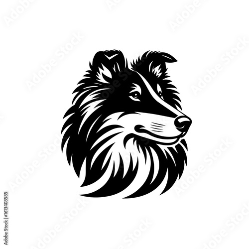 A collie dog stares forward, isolated on white background