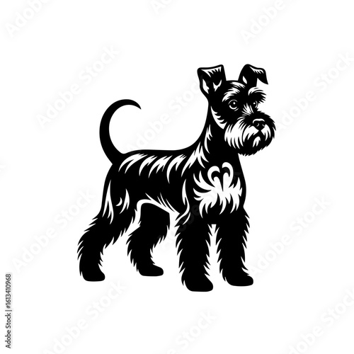 A black schnauzer stands proudly, isolated on white background