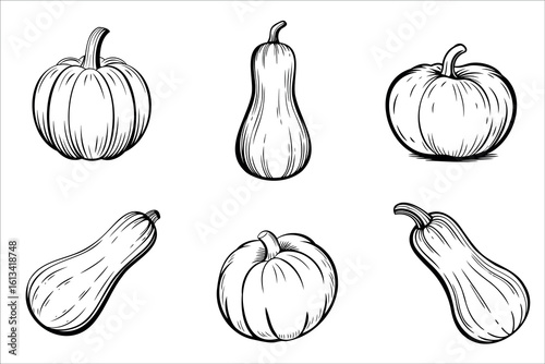 A collection of six hand-drawn pumpkins and squash in various shapes and sizes. The illustration showcases their distinct features and textures.