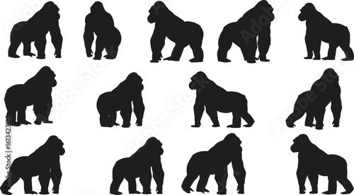 Set of gorilla silhouettes, wild animal poses, vector illustration, strong apes, jungle beasts, powerful primates, black shapes, wildlife clipart bundleSet of gorilla silhouettes