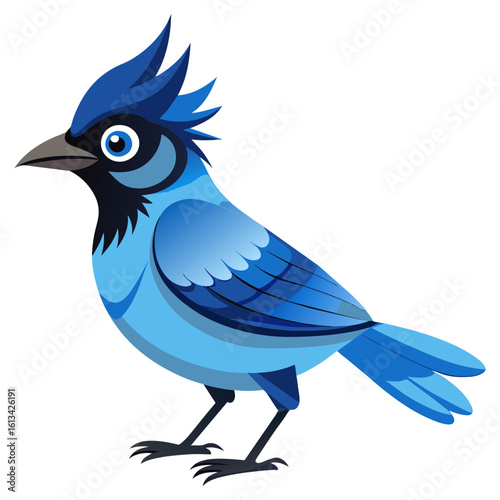 Steller's Jay Bird Vector Art for Forest Wildlife Designs