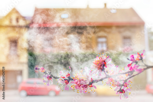 Accumulation of pollen in the air. Allergy from flowering plants.